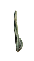 Piękny zielony wysoki kaktus z Teneryfy. Bez tła