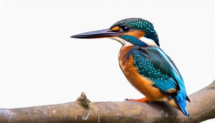 common kingfisher alcedo atthis isolate on white background