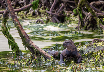 Lagartos marino atravesando el pantanal