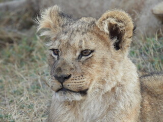 Pensive Lion Cub in Kenya