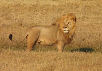Male Lion in profile in Botswana
