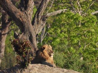 Male Lion in Zimbabwe