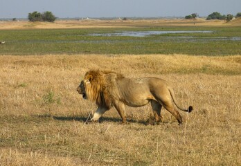 Male Lion in Botswana
