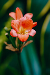 Close up of plants at a botanical garden in Seattle, Washington