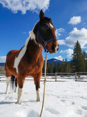 Senior Bay Coat Coloured Paint Horse Gelding Standing  in snow Wearing Blue Halter in Winter Rural Background