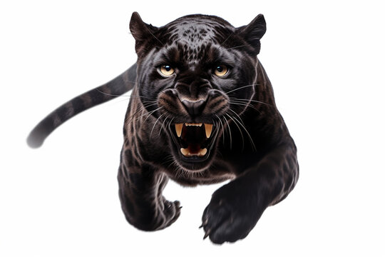 Black Leopard leaping toward the camera on a white background, feline front portrait.
