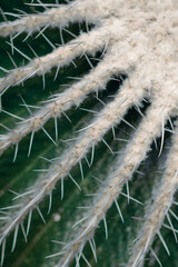 Close up of cactus at a botanical garden in Seattle, Washington