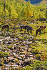 many grazing horses nibble grass next to a small alpine river around beautiful nature - 728101343