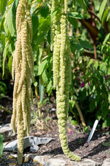 Love lies bleeding (amaranthus caudatus) flowers in bloom