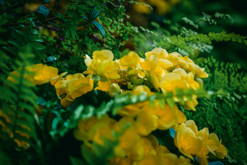 Fototapeta na wymiar Close up of plants at a botanical garden in Seattle, Washington