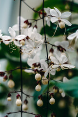 Close up of orchid at a botanical garden in Seattle, Washington