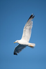 Seagull flying in the sky