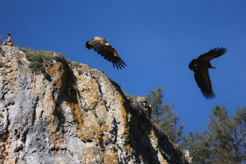 three vultures starting their flight from the rocks