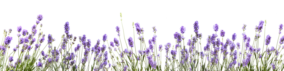 Fotobehang bannière avec des fleurs de lavande sur fond transparent   © Fox_Dsign