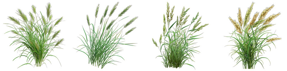 A bunch of grass. Springtime tender grass Hyperrealistic Highly Detailed Isolated On Transparent Background Png File - obrazy, fototapety, plakaty