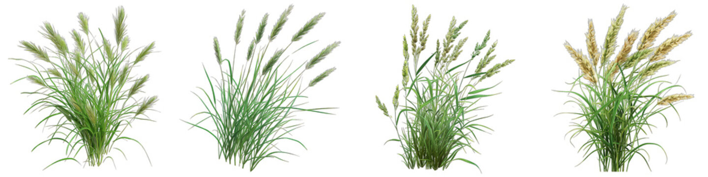 A bunch of grass. Springtime tender grass Hyperrealistic Highly Detailed Isolated On Transparent Background Png File
