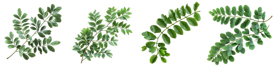 acacia leaves for a designer floral composition Hyperrealistic Highly Detailed Isolated On Transparent Background Png File - obrazy, fototapety, plakaty