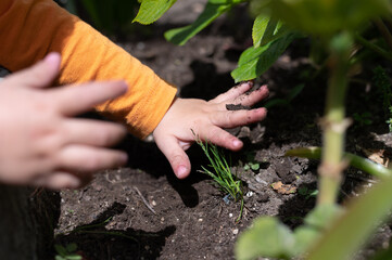 Toddler hand planting a plant