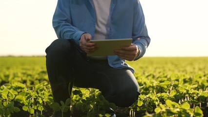 agricultural productivity, farmer works hand digital tablet, farmer work field green sprouts, modern agricultural sector, soybean crop planting fertilize fields, continuity work process agricultural