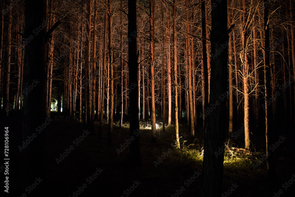Canvas Prints magical lights sparkling in mysterious forest at night. nightmare pine forest.