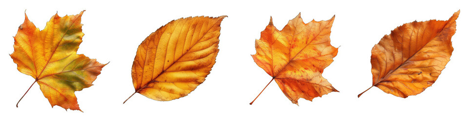 Autumn leaf Hyperrealistic Highly Detailed Isolated On Transparent Background Png File