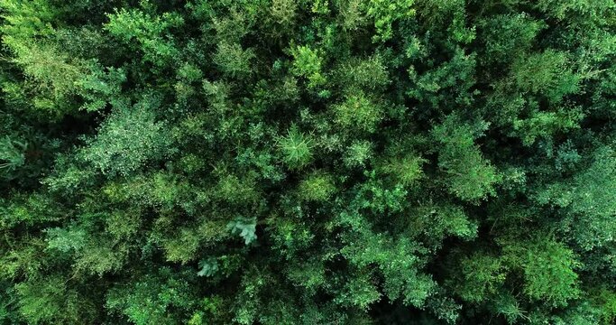 Aerial of a sapling stage commercial forest on a summer day in rural Estonia, Northern Europe