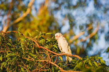Long-billed corella (Cacatua tenuirostris) white parrot, medium-sized bird, animal sitting high on a tree branch in the park.
