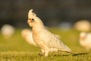 Long-billed corella (Cacatua tenuirostris) white parrot, medium-sized bird, animal sits on the grass in the park and nibbles the grass.