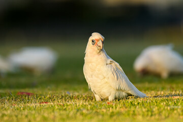 Long-billed corella (Cacatua tenuirostris) white parrot, medium-sized bird, animal sits on the grass in the park and nibbles the grass.