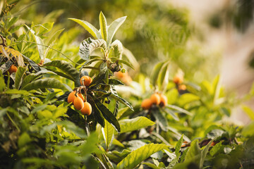 Fruit of loquat - Eriobotrya japonica. Bunch of orange loquats on tree in a agricultural plantation...