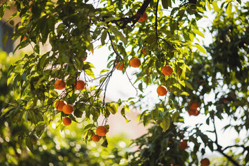 orange tree branches with ripe juicy fruits. natural fruit background outdoors.  Beautiful Mediterranean plant.