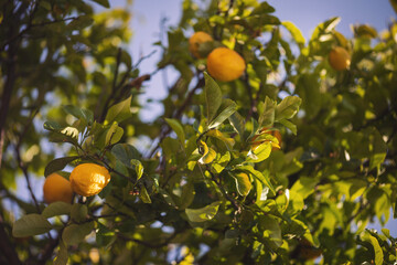 Lemon tree against blue sky. Lemon garden, summer background. Fruit of lemon, on the branch.