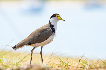 Masked lapwing (Vanellus miles) a medium-sized bird, the animal walks on dry grass on the river bank.