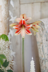 Hippeastrum Opal Star Amaryllis blossom