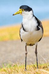 Masked lapwing (Vanellus miles) a medium-sized bird, the animal walks on dry grass on the river bank.