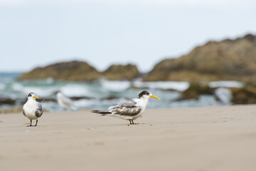 Greater crested tern (Thalasseus bergii) medium-sized bird, animals sit on the sandy beach on the seashore.