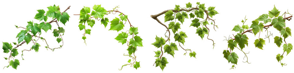 Grape leaves vine branch with tendrils and young leaves Hyperrealistic Highly Detailed Isolated On Transparent Background Png File - obrazy, fototapety, plakaty