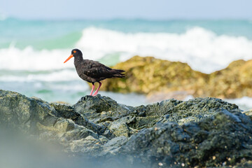 Black oystercatcher (Haematopus bachmani) a medium-sized bird with dark plumage with a red beak, the animal stands on a rock on the seashore and looks for food.