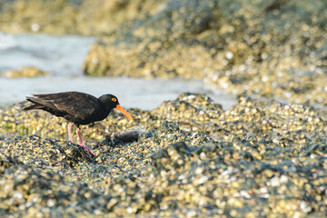 Black oystercatcher (Haematopus bachmani), a medium-sized bird with dark plumage and a red beak, the animal walks on rocks covered with shells on the seashore and looks for food.