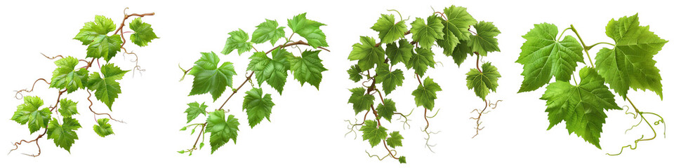 Green fresh grape leaf. Grape leaves vine branch with tendrils and young leaves Hyperrealistic Highly Detailed Isolated On Transparent Background Png File - obrazy, fototapety, plakaty