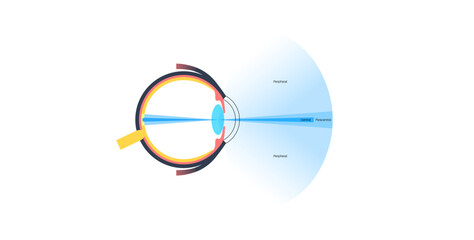 Peripheral vision poster © pikovit