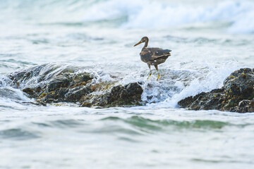 Pacific reef heron (Egretta sacra) large water bird with dark plumage, dark morph, the animal stands on a rock on the seashore, view from the Australian coast.