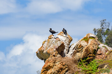 Great cormorant (Phalacrocorax carbo) a large water bird with dark plumage, a pair of birds sits...
