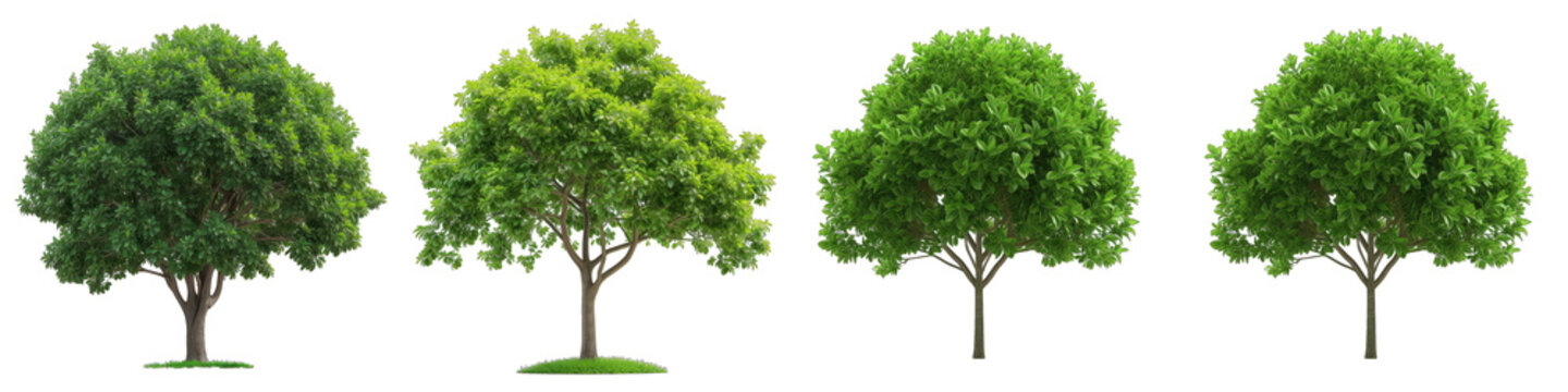 Green leaf tree Hyperrealistic Highly Detailed Isolated On Transparent Background Png File