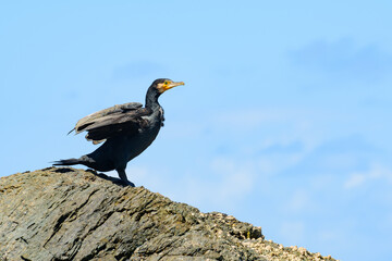 Great cormorant (Phalacrocorax carbo) a large water bird with dark plumage, the animal sits on a rock with spread wings and dries them in the sun, on the seashore.