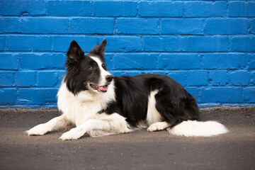 Border Collie lying down looking left against a blue brick background.