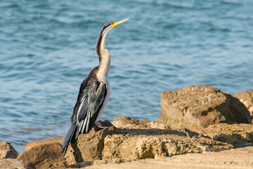 Australasian darter(Anhinga novaehollandiae) a large water bird with dark plumage and a long neck, the animal sits on a stone on the river bank.
