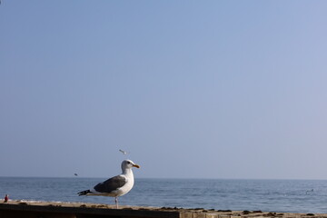 seagulls on the beach