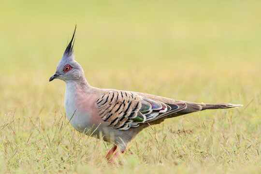 Crested pigeon (Ocyphaps lophotes) colorful medium sized bird, animal stands on the grass in the park on a summer sunny day.