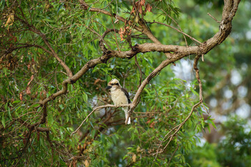 Laughing kookaburra (Dacelo novaeguineae) medium sized bird, animal sitting on a tree branch in...